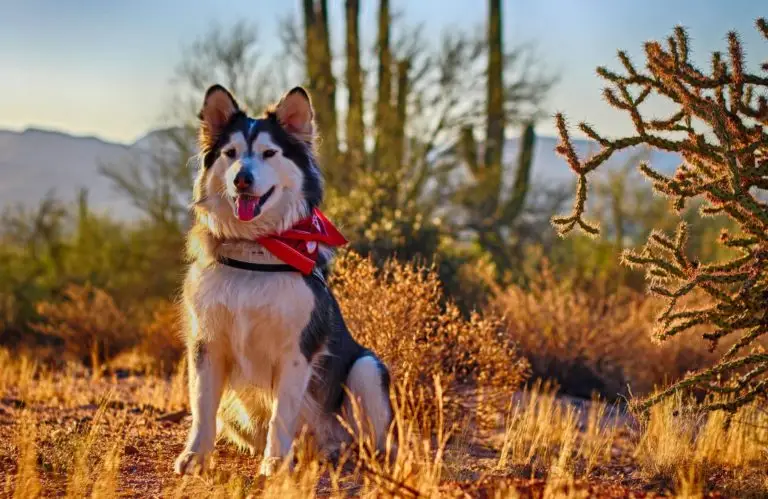 Pret Appreciation Day. Gold Canyon, AZ. Pet Events.