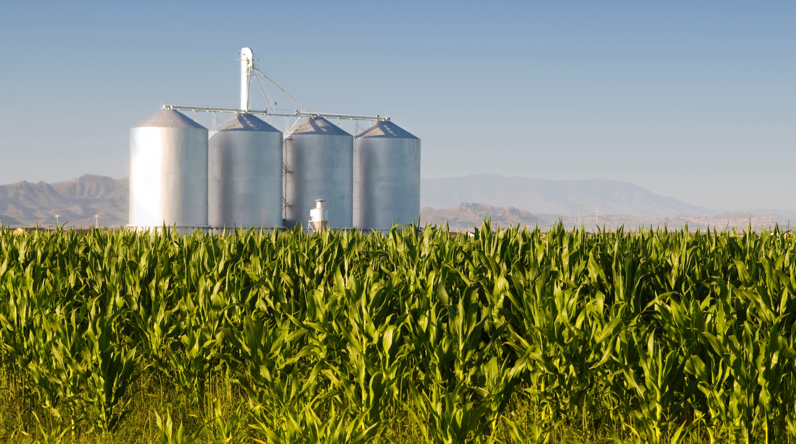 Cornfield and grain silos in Gilbert, AZ with Superstition Mountains Cornfield and grain silos in Gilbert, AZ with the Superstition Mountains in the background near Gold Canyon and Superstition Foothills Baptist Church