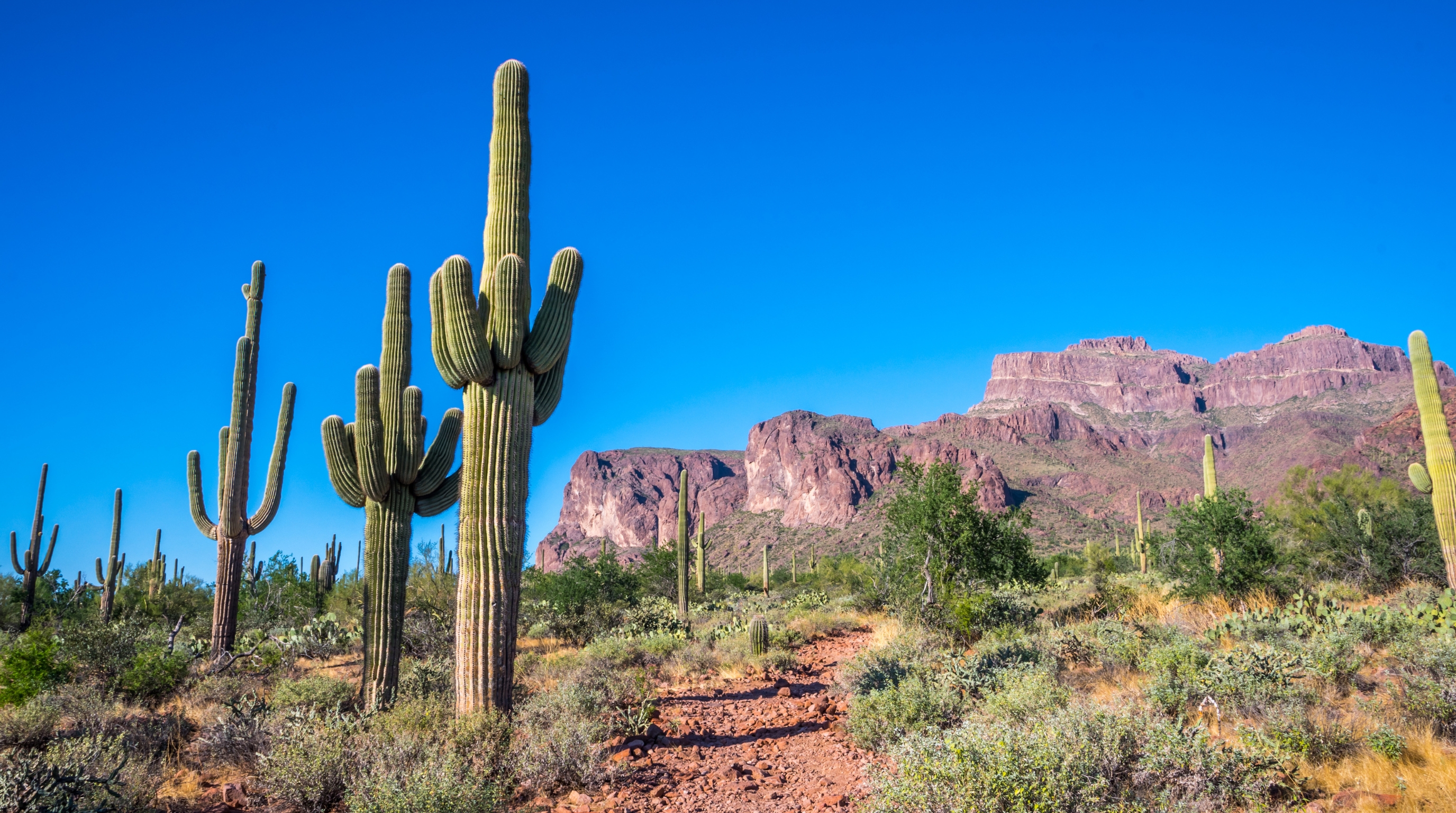 Saguaro cactus and Superstition Mountains near Apache Junction Saguaro cactus and Superstition Mountains along the desert trail near Apache Junction and Gold Canyon, AZ